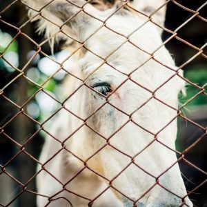 Legislación y Ética en el Bienestar Animal