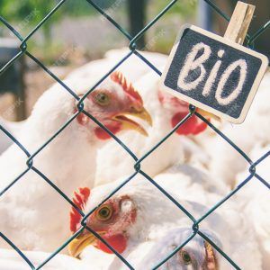 Principios de Derecho Animal y Protección Legal