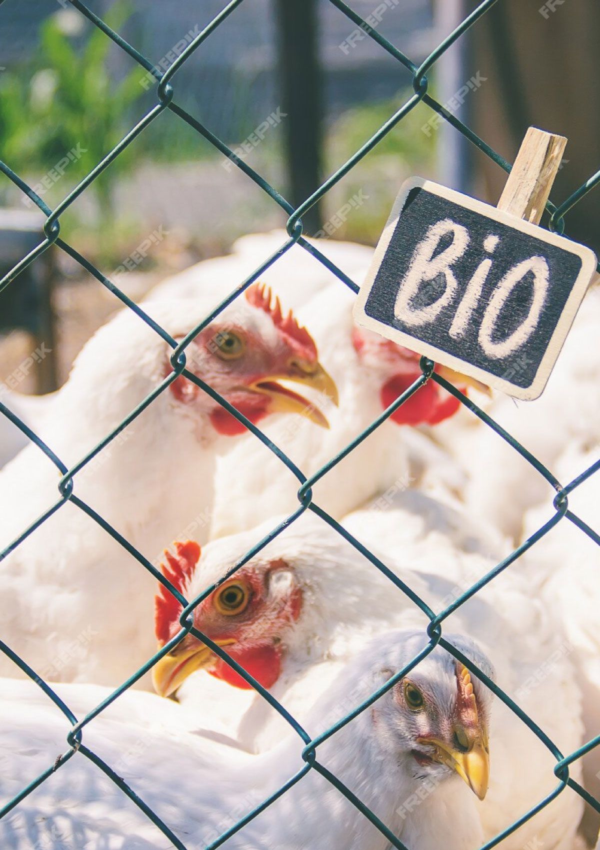 Principios de Derecho Animal y Protección Legal